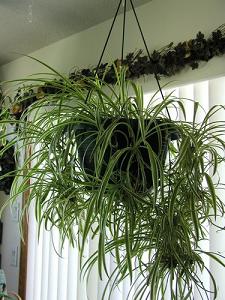 spider plant-air-purifying plants, Milford, Arlington MA